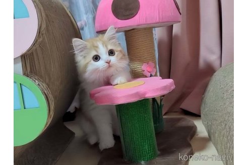 成約済の愛媛県のマンチカン-98258の2枚目