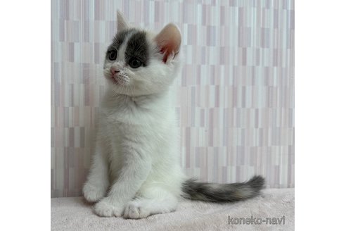 成約済の千葉県のスコティッシュフォールド-98260の2枚目