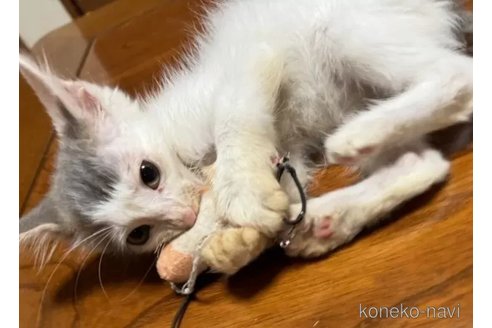 成約済の埼玉県のノルウェージャンフォレストキャット-98263の1枚目