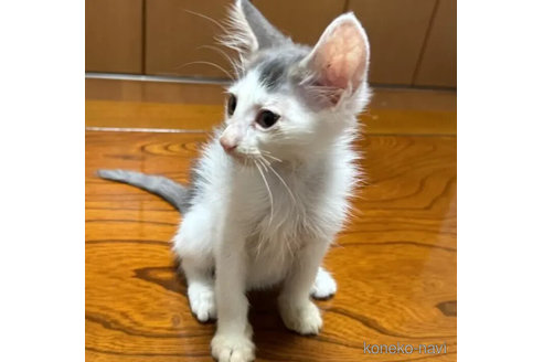 成約済の埼玉県のノルウェージャンフォレストキャット-98263の4枚目