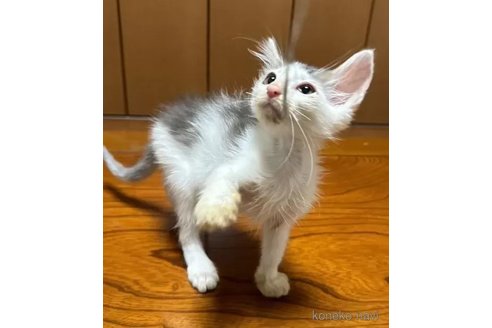 成約済の埼玉県のノルウェージャンフォレストキャット-98263の2枚目
