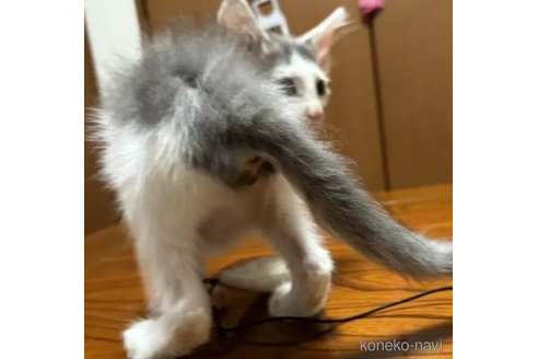 成約済の埼玉県のノルウェージャンフォレストキャット-98263の3枚目