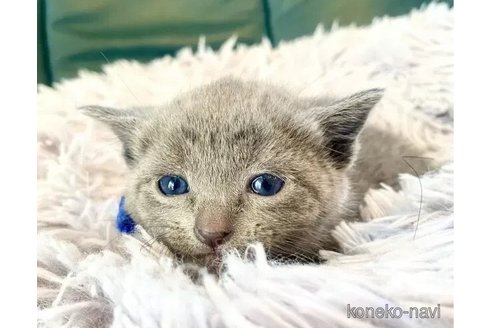 成約済の東京都のロシアンブルー-98282の14枚目
