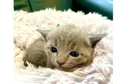 成約済の東京都のロシアンブルー-98285の4枚目