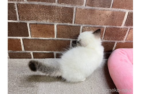 成約済の東京都のラグドール-98294の3枚目