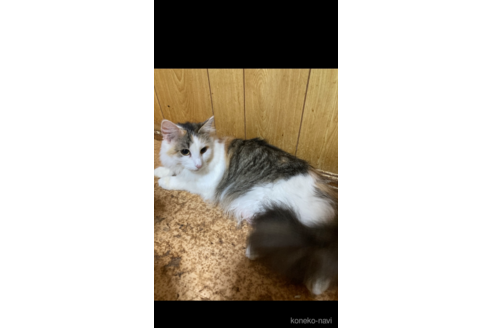 ののノルウェージャンフォレストキャット-