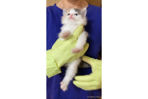 成約済の福岡県のノルウェージャンフォレストキャット-98303の9枚目