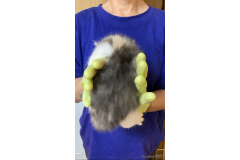 成約済の福岡県のノルウェージャンフォレストキャット-98303の5枚目