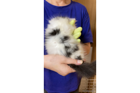 成約済の福岡県のノルウェージャンフォレストキャット-98305の3枚目