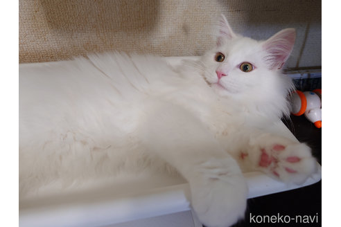 成約済の埼玉県のノルウェージャンフォレストキャット-92706の4枚目