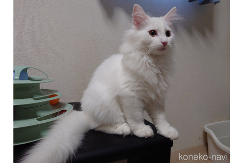 成約済の埼玉県のノルウェージャンフォレストキャット-92706の3枚目