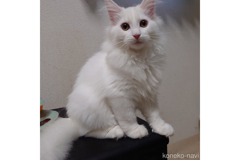 成約済の埼玉県のノルウェージャンフォレストキャット-92706の2枚目
