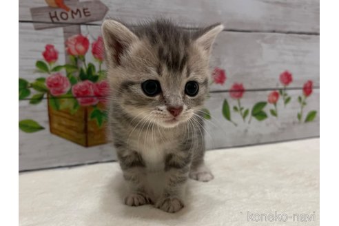成約済の山梨県のマンチカン-98312の6枚目