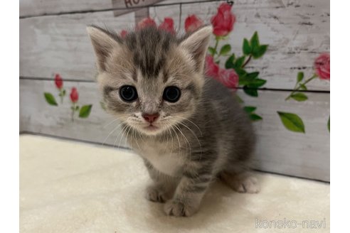 成約済の山梨県のマンチカン-98312の7枚目