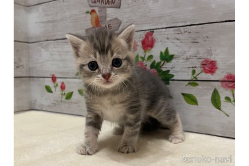 成約済の山梨県のマンチカン-98312の4枚目