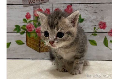 成約済の山梨県のマンチカン-98312の2枚目