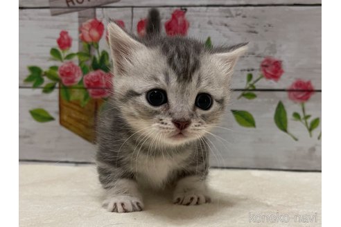 成約済の山梨県のマンチカン(短足)-98313の7枚目