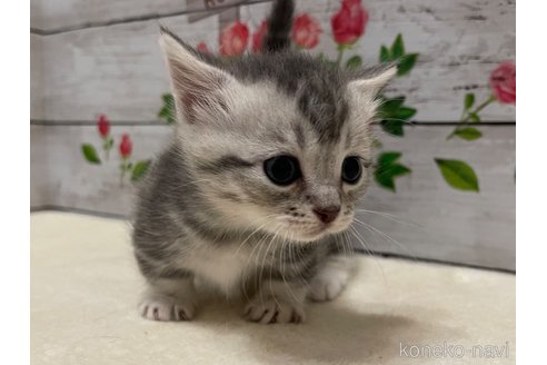成約済の山梨県のマンチカン(短足)-98313の5枚目