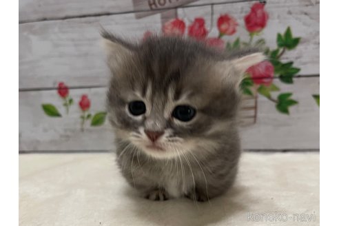 成約済の山梨県のマンチカン(短足)-98314の4枚目