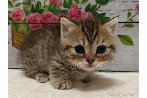 成約済の山梨県のマンチカン(短足)-98315の6枚目