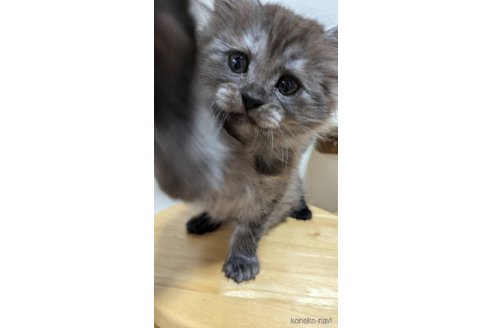 成約済の広島県のマンチカン-98318