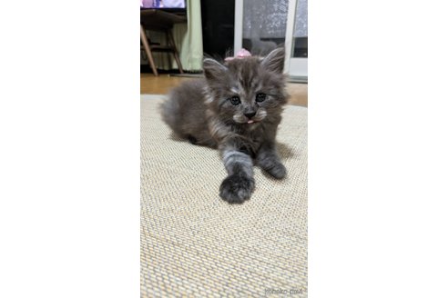 成約済の広島県のマンチカン-98318の3枚目
