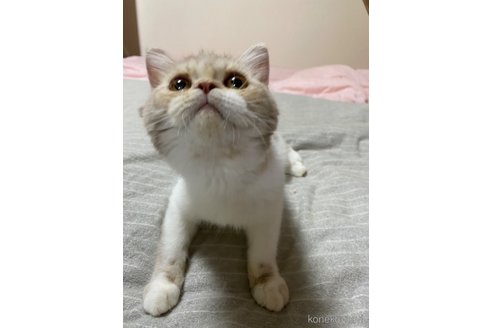 成約済の福岡県のエキゾチックショートヘア-98320の2枚目