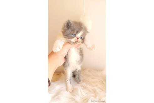 成約済の長野県のエキゾチックショートヘア-98325の3枚目