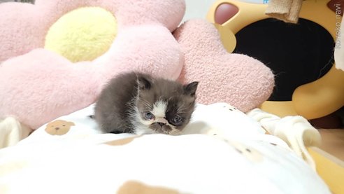 成約済の長野県のエキゾチックショートヘア-98327の4枚目