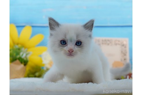 成約済の東京都のラグドール-98342の4枚目