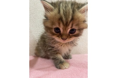 成約済の千葉県のミヌエット-98380の2枚目