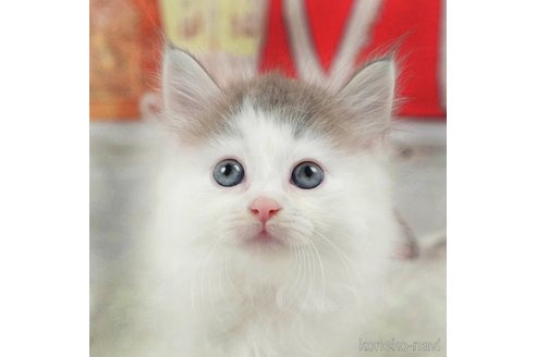 成約済の千葉県のノルウェージャンフォレストキャット-98385の5枚目