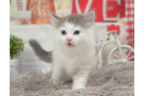 成約済の千葉県のノルウェージャンフォレストキャット-98385の6枚目