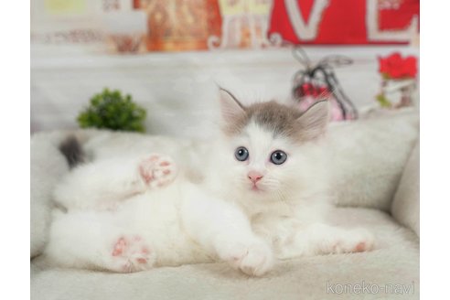 成約済の千葉県のノルウェージャンフォレストキャット-98385の3枚目