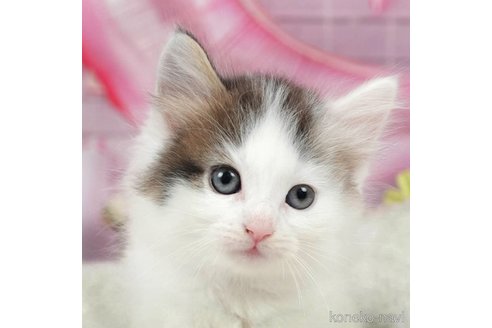成約済の千葉県のノルウェージャンフォレストキャット-98388の3枚目