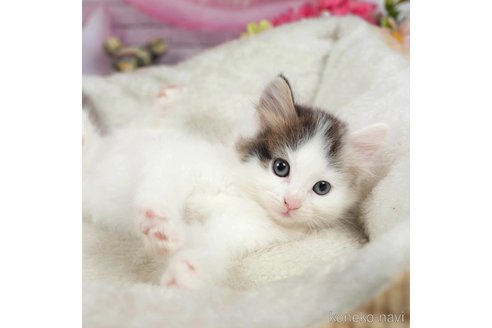 成約済の千葉県のノルウェージャンフォレストキャット-98388の1枚目