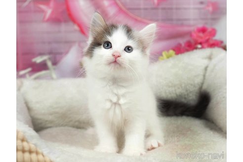 成約済の千葉県のノルウェージャンフォレストキャット-98388の5枚目