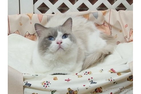 成約済の大阪府のラグドール-98396の2枚目