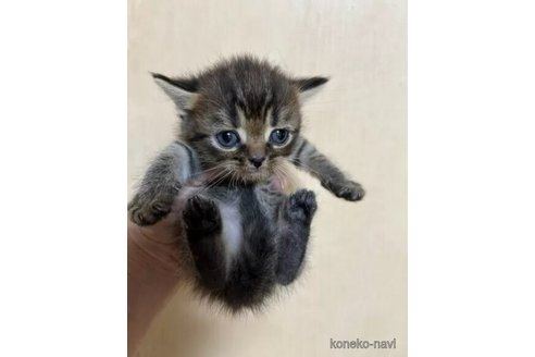 成約済の群馬県のスコティッシュフォールド-98407の3枚目