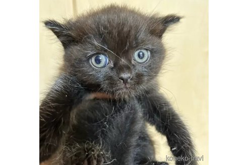 成約済の群馬県のスコティッシュフォールド-98409の1枚目