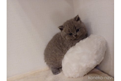 成約済の東京都のブリティッシュショートヘア-98434の4枚目
