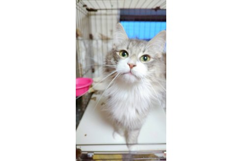 成約済の埼玉県のノルウェージャンフォレストキャット-98455の3枚目