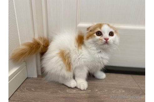 成約済の茨城県のスコティッシュフォールド-92692の4枚目