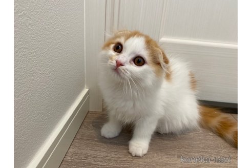 成約済の茨城県のスコティッシュフォールド-92692の3枚目