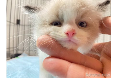 成約済の千葉県のラグドール-98465の7枚目