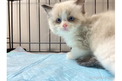 成約済の千葉県のラグドール-98465の4枚目