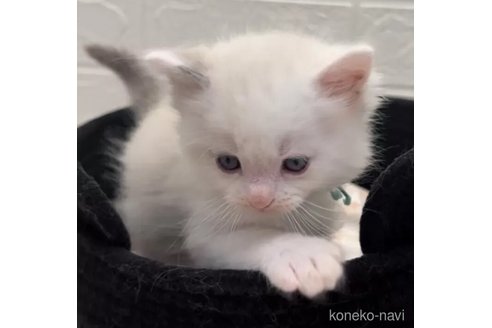成約済の埼玉県のラグドール-98485の3枚目