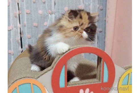 成約済の愛媛県のエキゾチックショートヘア-98502の3枚目