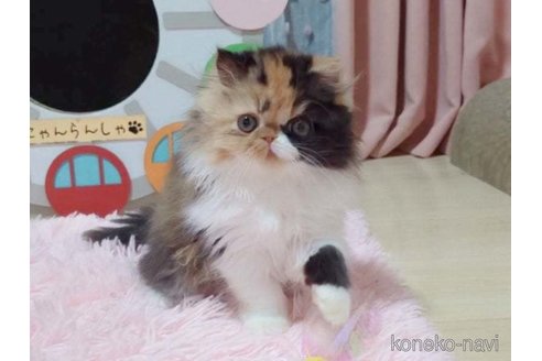 成約済の愛媛県のエキゾチックショートヘア-98502の2枚目