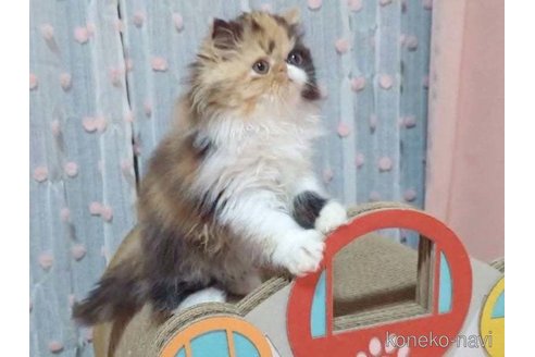 成約済の愛媛県のエキゾチックショートヘア-98502の4枚目